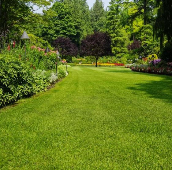 Ornamental lawn mix