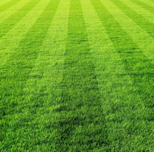 Sport lawn mix
