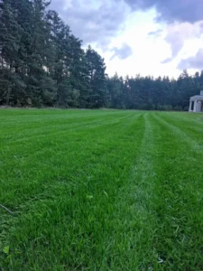 Dekoratyvinė veja kieme iš EG Pro 230 Ornamental (DSV) vejos sėklų.