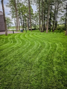 Žoliapjove nupjauta veja po profesionalių vejos įrengimo darbų.
