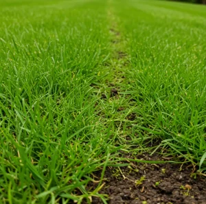 Pažeistos vejos atnaujinimas su EG PRO 520 Renovation (DSV) sėklomis.